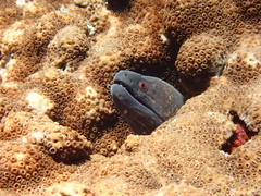 Gymnothorax flavimarginatus
