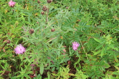 Centaurea nigra
