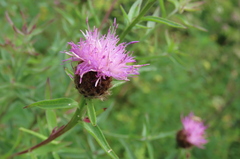 Centaurea nigra