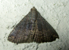 Eublemma nigrivitta