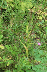 Platanthera psycodes