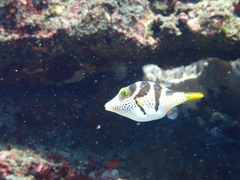 Canthigaster valentini