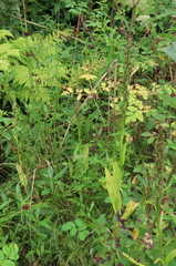 Platanthera psycodes