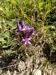 Gentianella germanica