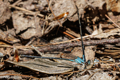 Argia apicalis