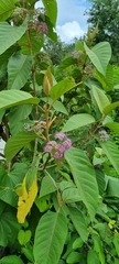 Callicarpa formosana