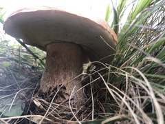 Boletus edulis