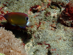 Pomacentrus bankanensis