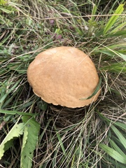 Boletus edulis