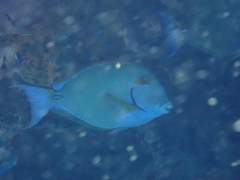 Acanthurus