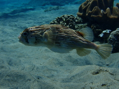 Diodon hystrix