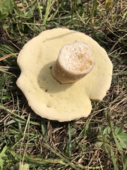 Boletus edulis