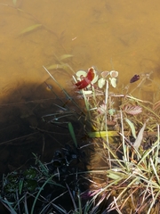 Neurothemis fluctuans