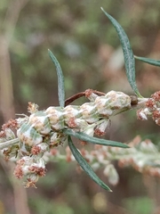 Cucullia absinthii