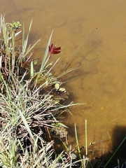 Neurothemis fluctuans