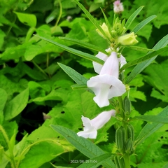 Sesamum indicum
