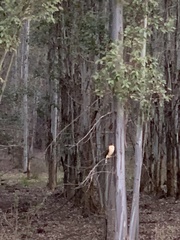 Rupornis magnirostris