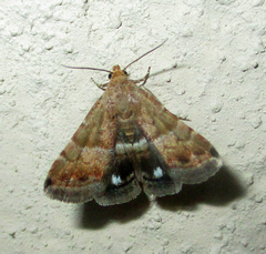 Eublemma bolinia