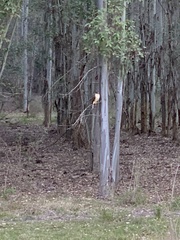 Rupornis magnirostris