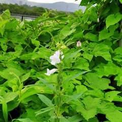 Sesamum indicum
