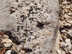Oedipoda germanica meridionalis