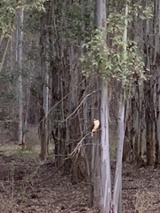 Rupornis magnirostris