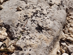 Oedipoda germanica meridionalis