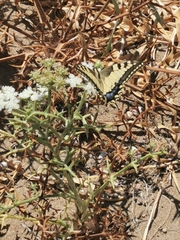 Papilio machaon