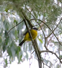 Eopsaltria australis