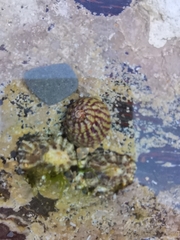 Steromphala umbilicalis