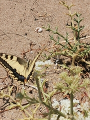Papilio machaon
