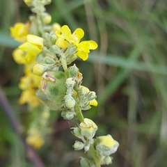 Verbascum lychnitis