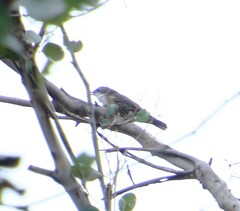 Cormobates leucophaea