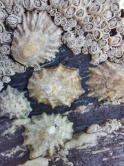 Patella ulyssiponensis