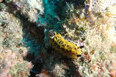 Halgerda wasinensis
