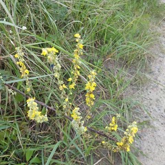 Verbascum lychnitis