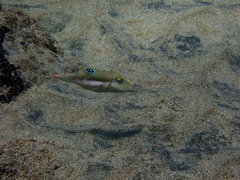 Canthigaster bennetti