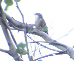 Cormobates leucophaea