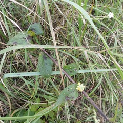 Verbascum lychnitis