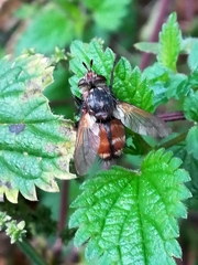 Tachina fera