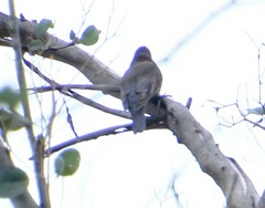 Cormobates leucophaea