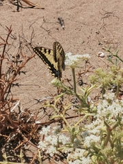 Papilio machaon