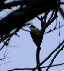 Cormobates leucophaea