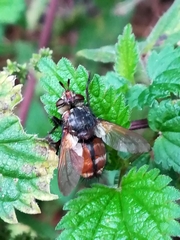 Tachina fera