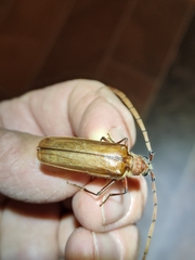 Ochrocydus huttoni
