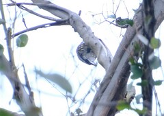 Cormobates leucophaea