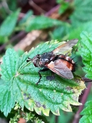 Tachina fera