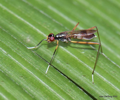 Micropezidae