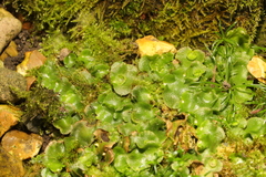 Lunularia cruciata
