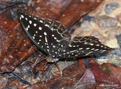 Lexias